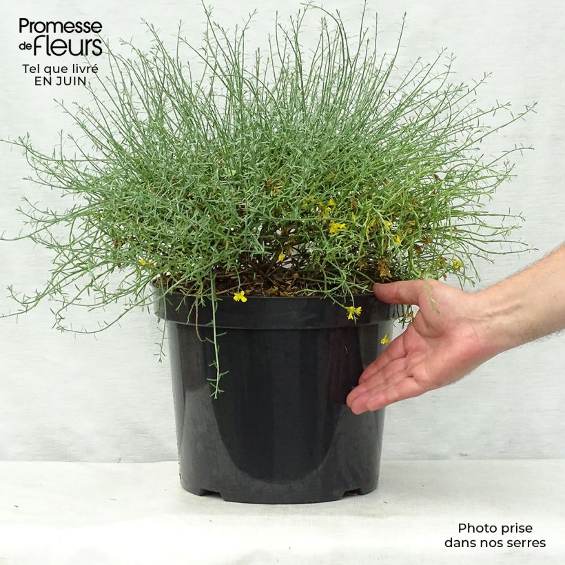 Exemplaar van Genista lydia - Heidebrem Pot van 7,5 l/10 l zoals geleverd in de zomer