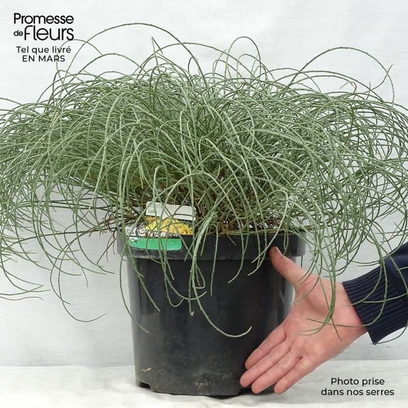 Exemplaar van Genista lydia - Heidebrem Pot van 7,5 l/10 l zoals geleverd in de lente