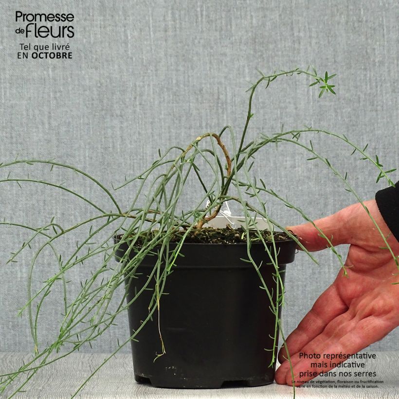 Exemplaar van Genista lydia - Heidebrem Pot van 1 l/1,5 l zoals geleverd in de herfst