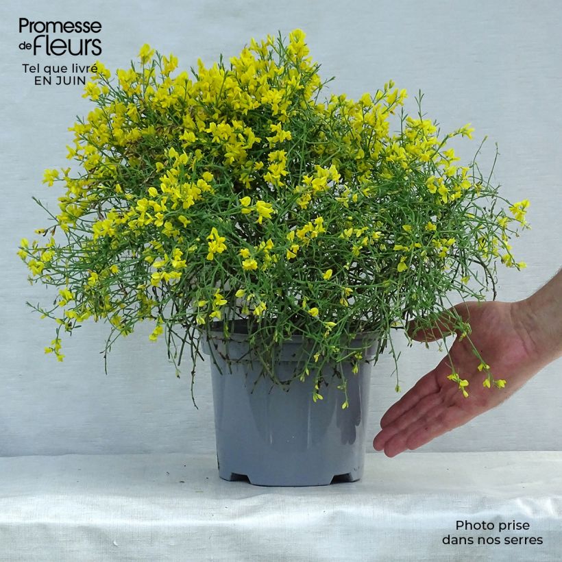 Exemplaar van Genista lydia - Heidebrem Pot van 3 l/4 l zoals geleverd in de zomer
