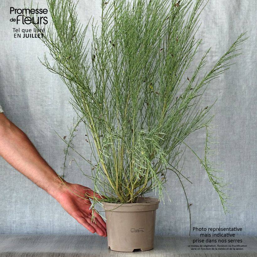 Exemplaar van Cytisus praecox Allgold - Brem Pot van 2 l/3 l zoals geleverd in de zomer