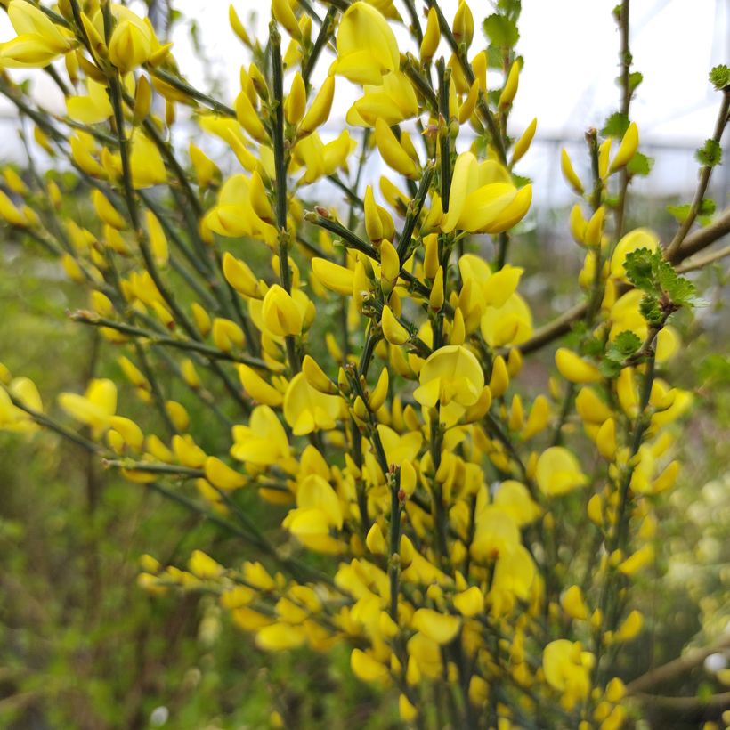 Cytisus praecox Allgold - Brem (Bloei)