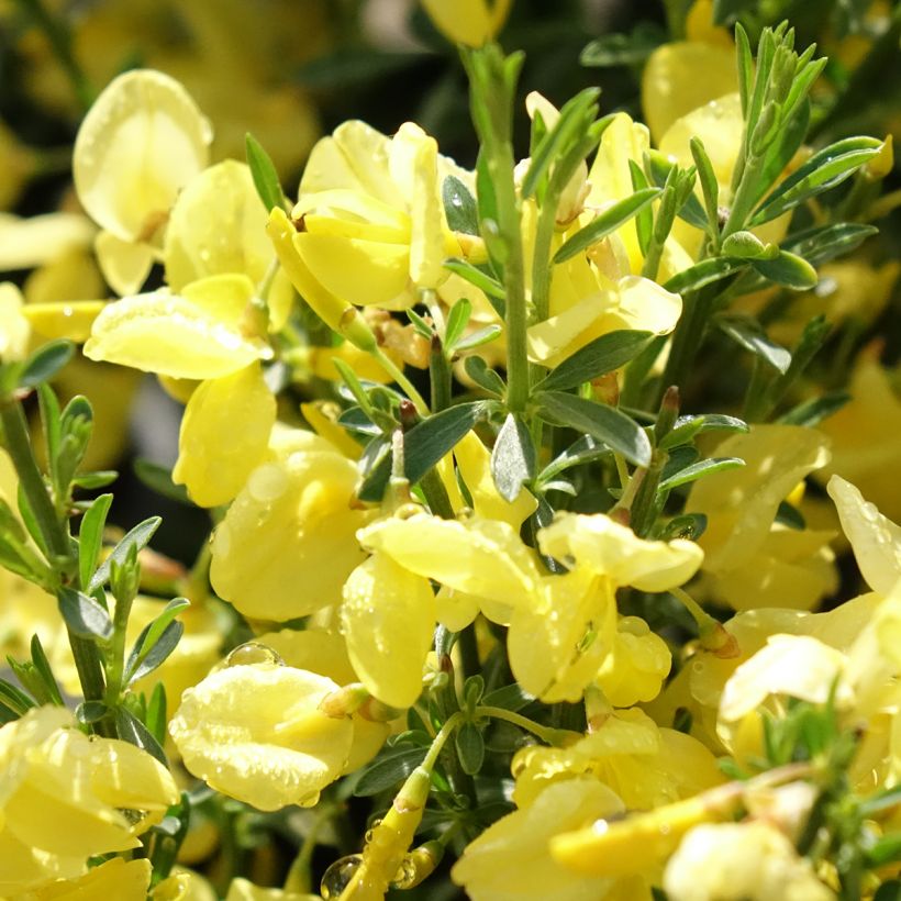 Cytisus praecox Allgold - Brem (Bloei)