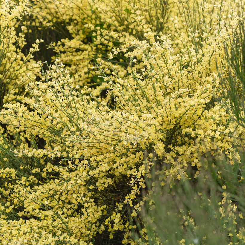 Cytisus praecox - Brem (Groeiplaats)