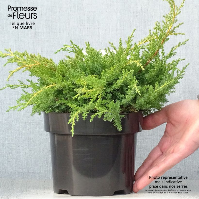 Example of Chinese jeneverbes Goldkissen - Juniperus pfitzeriana Pot van 2 l/3 l as you get in printemps