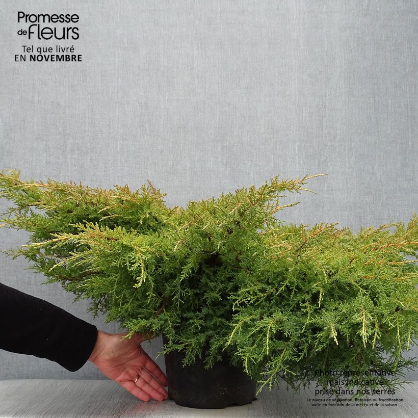 Exemplaar van Chinese jeneverbes Goldkissen - Juniperus pfitzeriana Pot van 7,5 l/10 l zoals geleverd in de herfst