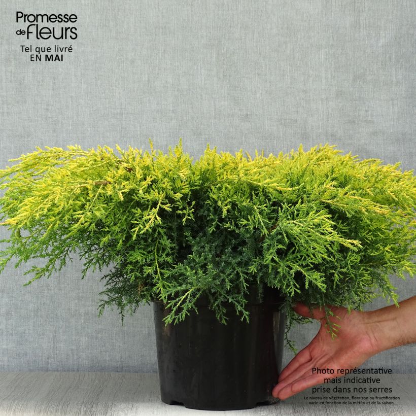 Example of Chinese jeneverbes Goldkissen - Juniperus pfitzeriana Pot van 7,5 l/10 l as you get in printemps