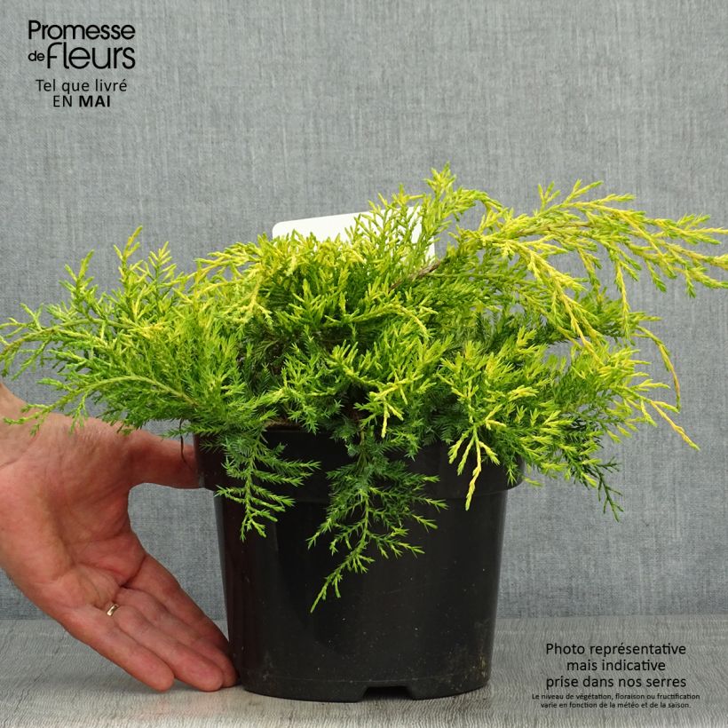 Exemplaar van Juniperus pfitzeriana King Of Spring - Jeneverbes Pot van 2 l/3 l zoals geleverd in de lente
