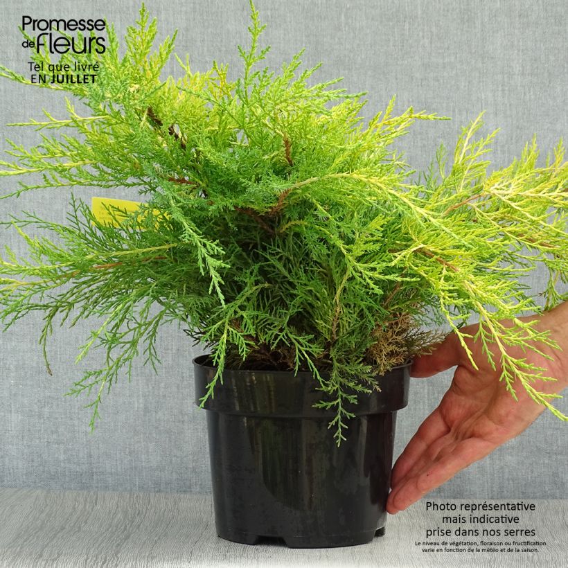 Exemplaar van Juniperus pfitzeriana Old Gold - Chinese jeneverbes Pot van 2 l/3 l zoals geleverd in de zomer
