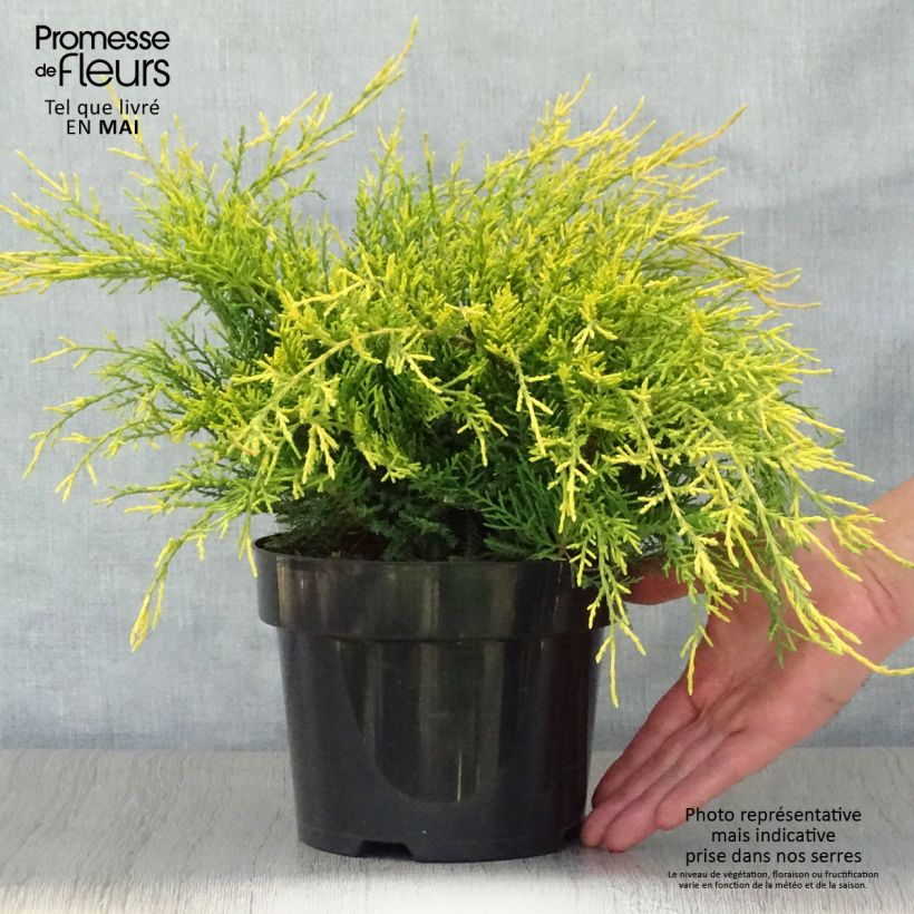Exemplaar van Juniperus pfitzeriana Old Gold - Chinese jeneverbes Pot van 2 l/3 l zoals geleverd in de lente