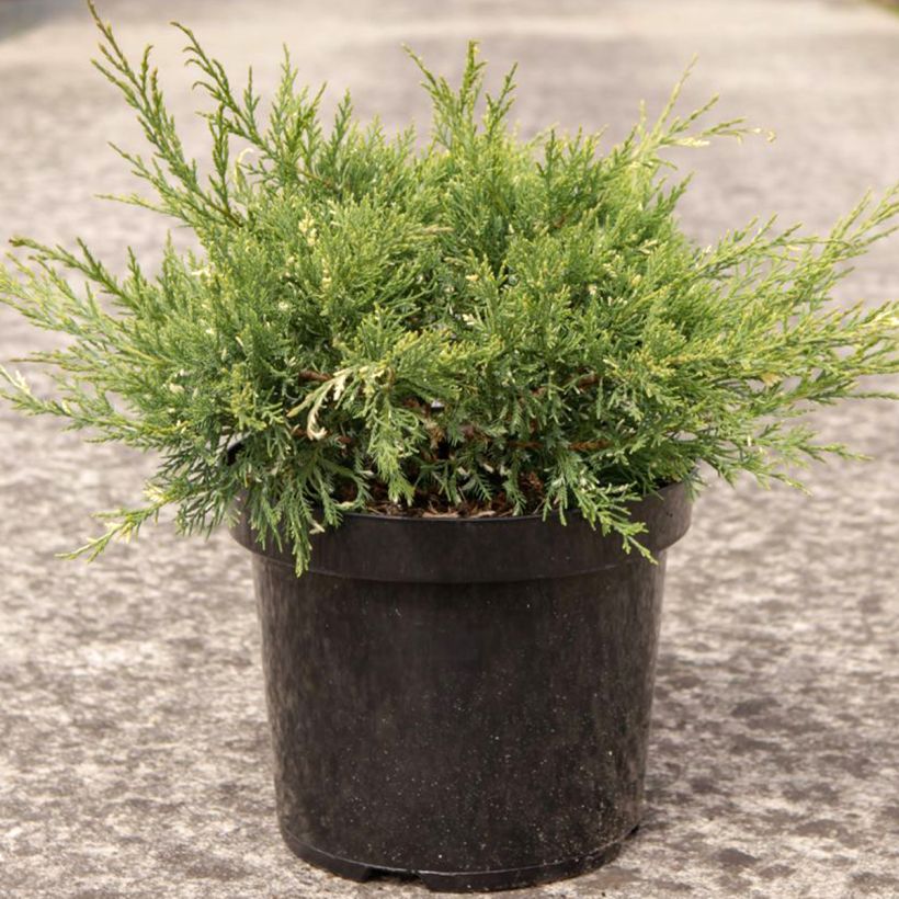 Juniperus pfitzeriana White Splash - Jeneverbes (Groeiplaats)