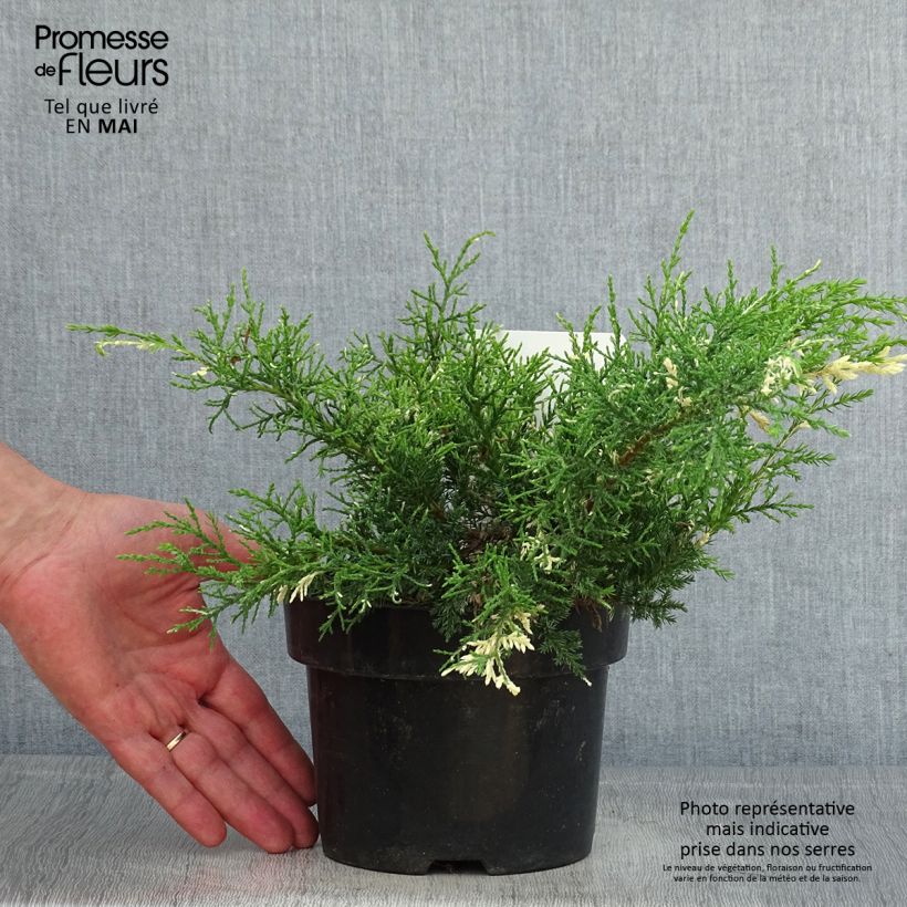 Exemplaar van Juniperus pfitzeriana White Splash - Jeneverbes Pot van 2 l/3 l zoals geleverd in de lente