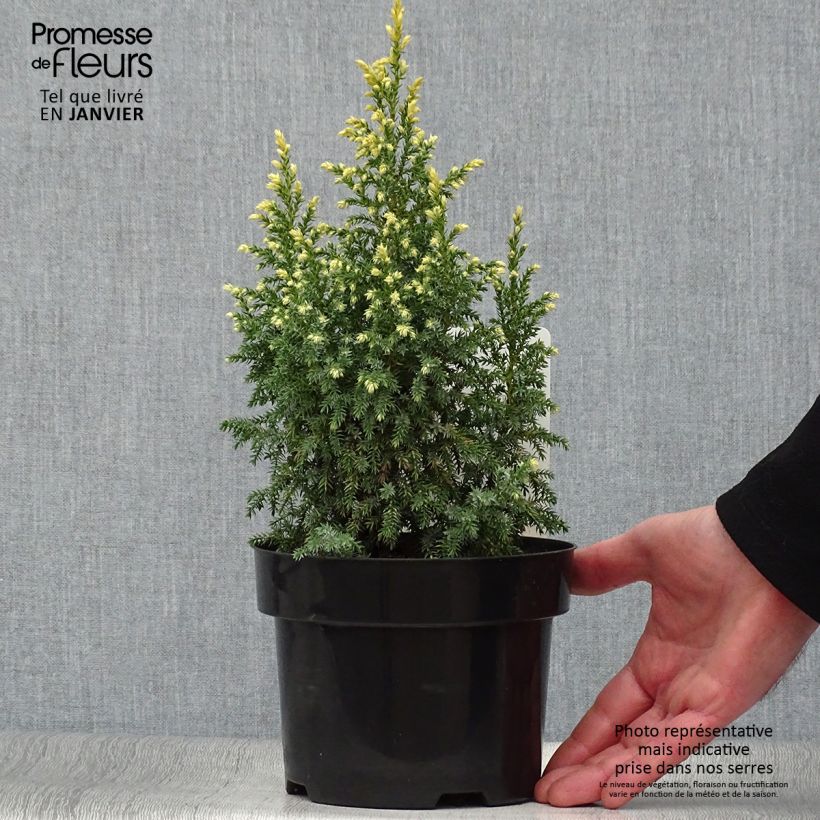 Exemplaar van Juniperus pingii Hulsdonk Yellow - Jeneverbes Pot van 2 l/3 l zoals geleverd in de winter