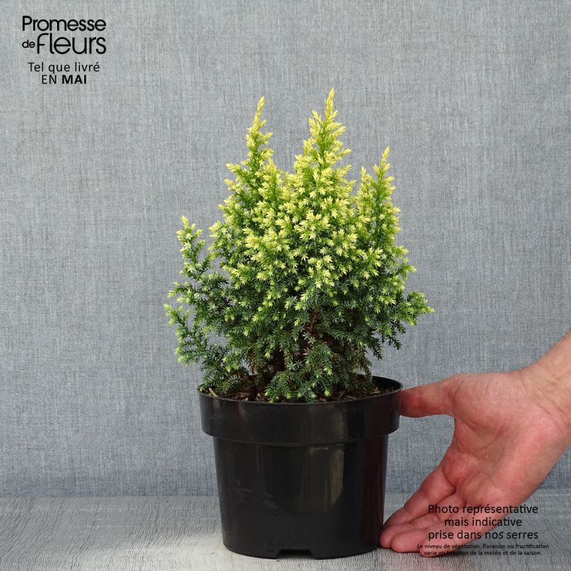 Exemplaar van Juniperus pingii Hulsdonk Yellow - Jeneverbes Pot van 2 l/3 l zoals geleverd in de lente