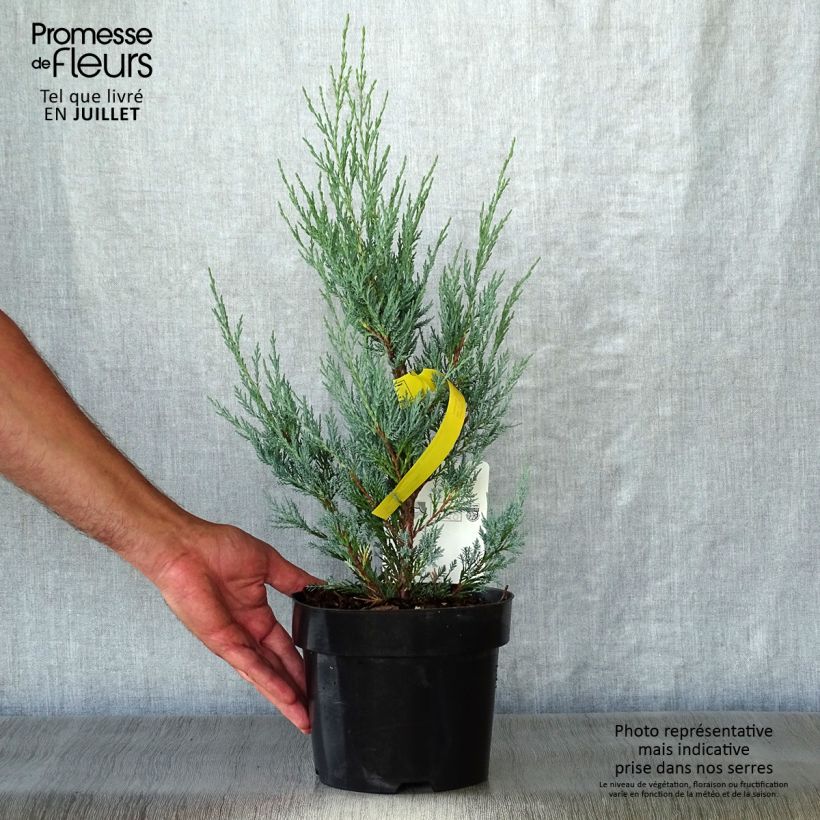 Exemplaar van Juniperus scopulorum Moonglow - Jeneverbes Pot van 2 l/3 l zoals geleverd in de zomer