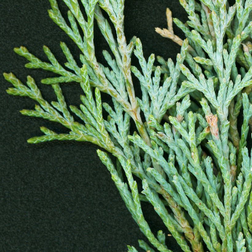 Juniperus scopulorum Wichita Blue - Jeneverbes (Blad)