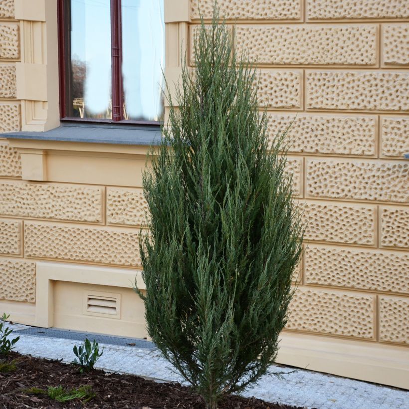 Juniperus scopulorum Wichita Blue - Jeneverbes (Groeiplaats)