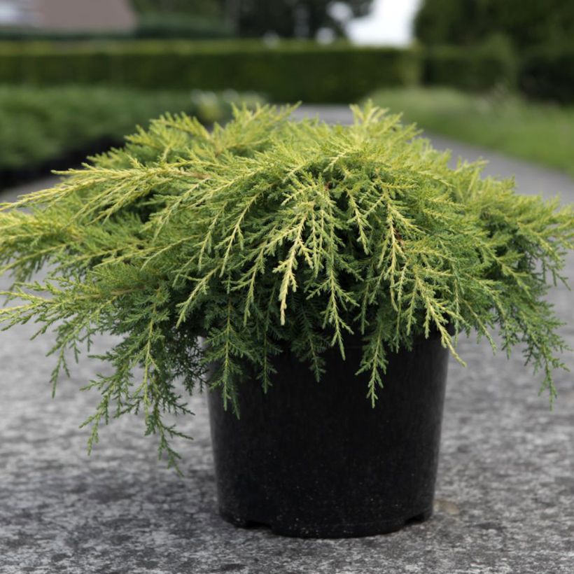 Juniperus media Gold Star - Jeneverbes (Groeiplaats)