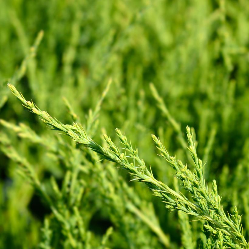 Juniperus media Mint Julep - Pfitzer-jeneverbes (Blad)