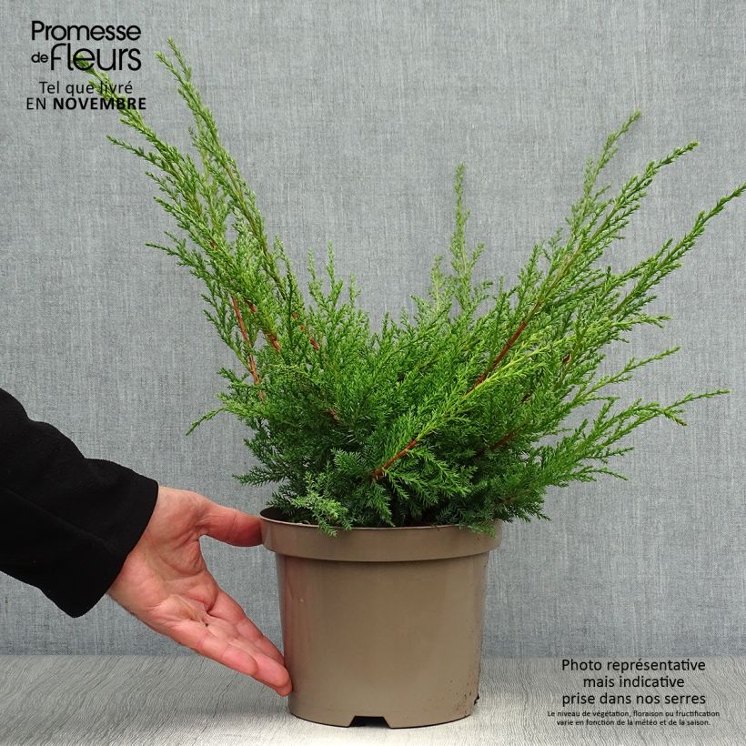 Exemplaar van Juniperus media Pfitzeriana Aurea - Pfitzer-jeneverbes Pot van 2 l/3 l zoals geleverd in de herfst