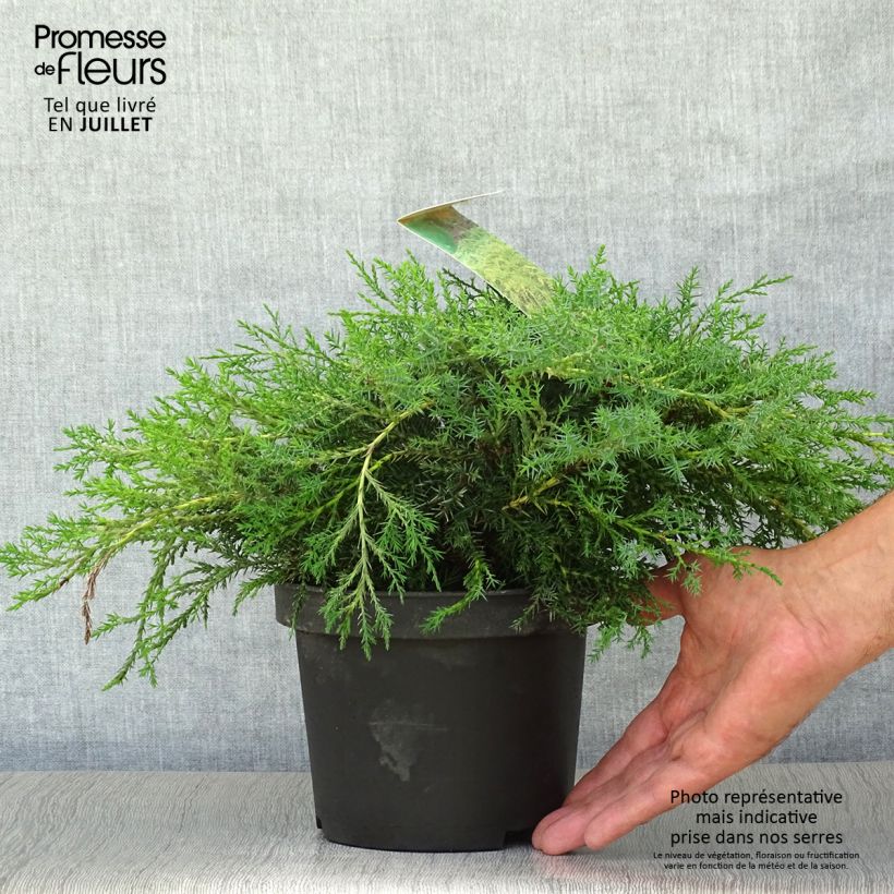 Exemplaar van Juniperus media Pfitzeriana Aurea - Pfitzer-jeneverbes Pot van 2 l/3 l zoals geleverd in de zomer