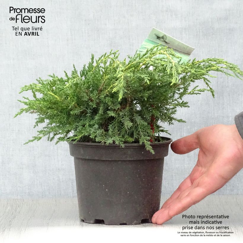 Exemplaar van Juniperus media Pfitzeriana Aurea - Pfitzer-jeneverbes Pot van 2 l/3 l zoals geleverd in de lente
