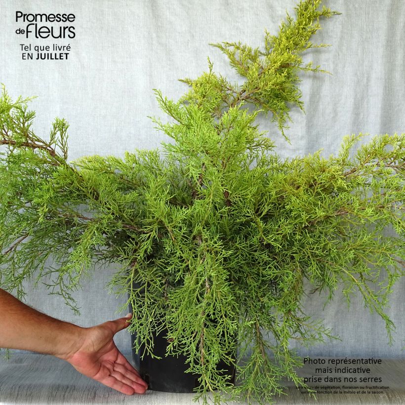 Exemplaar van Juniperus media Pfitzeriana Aurea - Pfitzer-jeneverbes Pot van 7,5 l/10 l zoals geleverd in de zomer