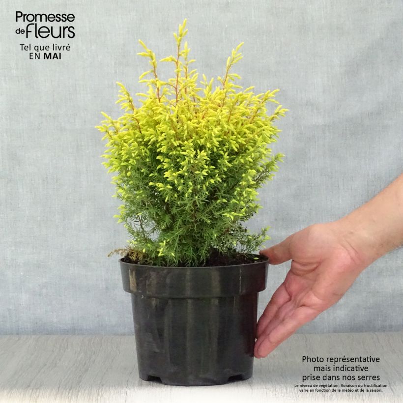 Exemplaar van Juniperus communis Gold Cone - Jeneverbes Pot van 2 l/3 l zoals geleverd in de lente