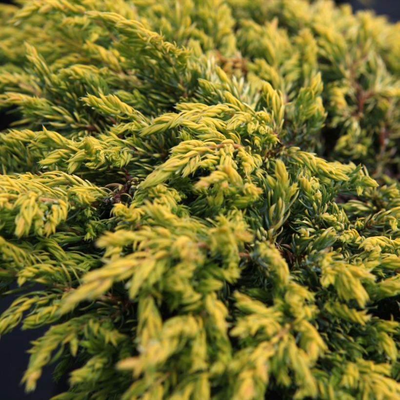 Jeneverbes Goldschatz - Juniperus communis (Blad)