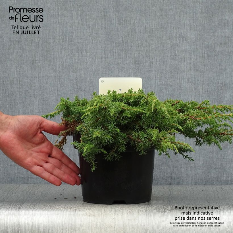 Exemplaar van Juniperus communis Green Carpet - Jeneverbes Pot van 2 l/3 l zoals geleverd in de zomer