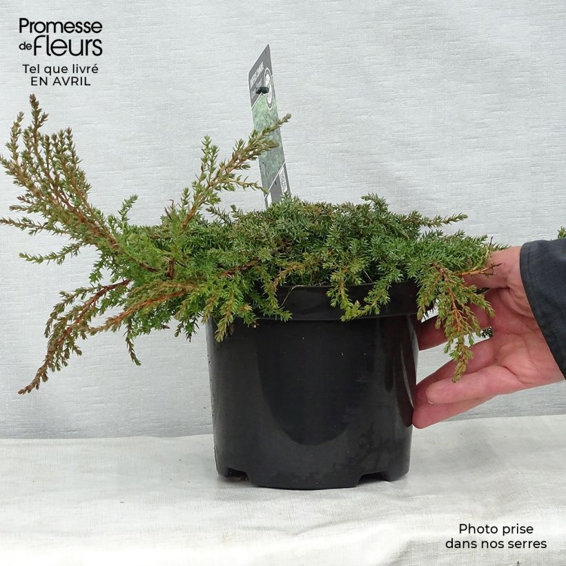 Example of Juniperus communis Green Carpet - Jeneverbes Pot van 2 l/3 l as you get in printemps