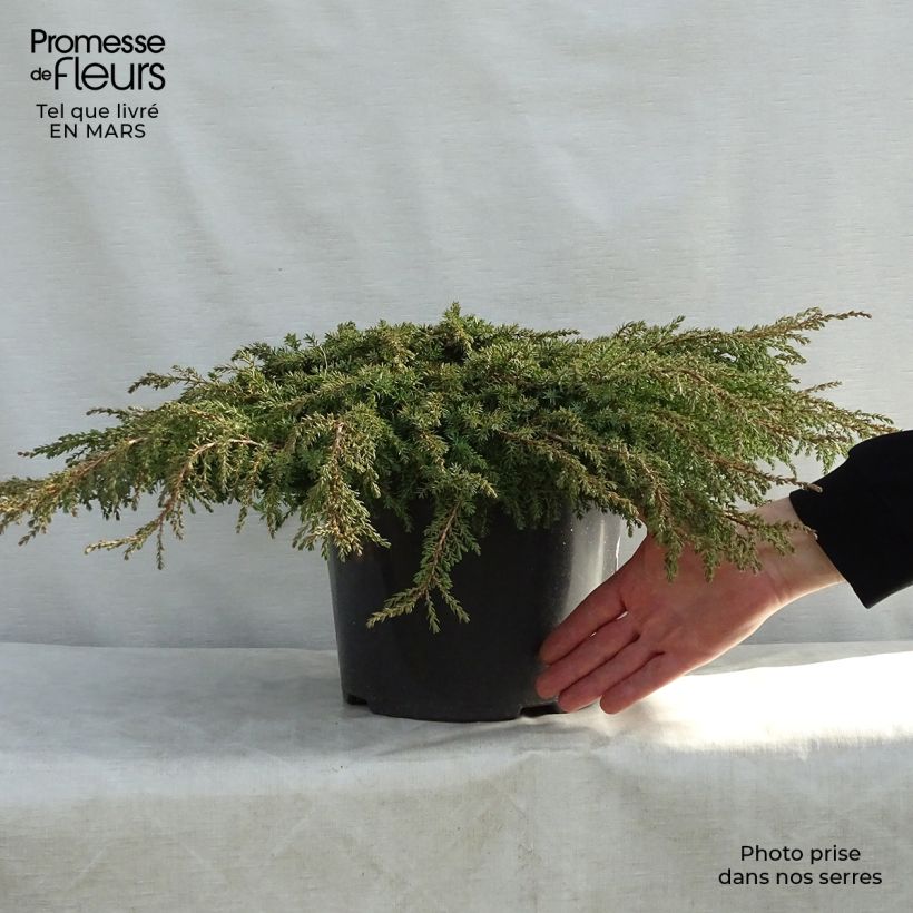 Example of Juniperus communis Green Carpet - Jeneverbes Pot van 7,5 l/10 l as you get in printemps