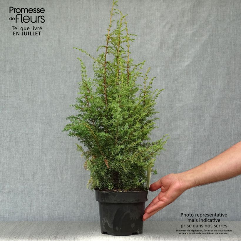 Exemplaar van Juniperus communis Hibernica - Jeneverbes Pot van 2 l/3 l zoals geleverd in de zomer