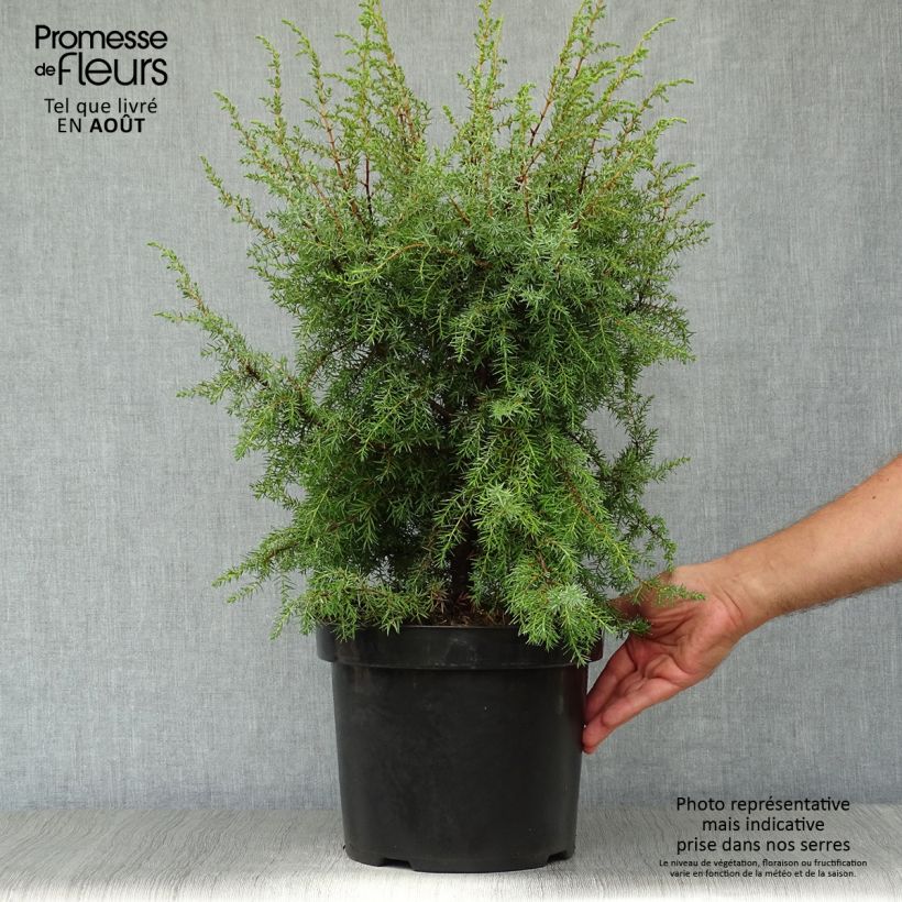 Exemplaar van Juniperus communis Hibernica - Jeneverbes Pot van 7,5 l/10 l zoals geleverd in de zomer