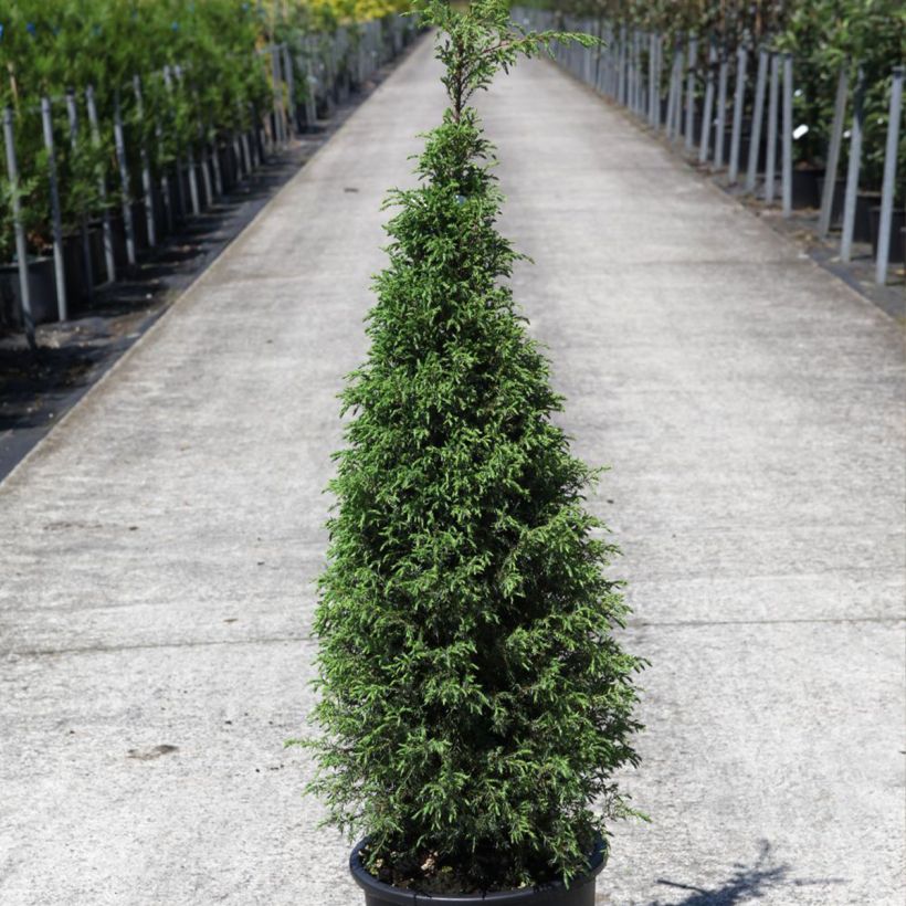 Juniperus communis Pyramidalis - Jeneverbes (Groeiplaats)