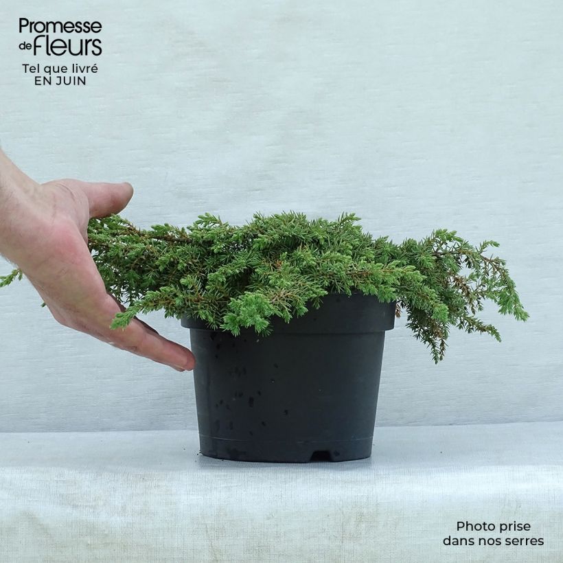 Exemplaar van Juniperus communis Repanda - Jeneverbes Pot van 2 l/3 l zoals geleverd in de zomer