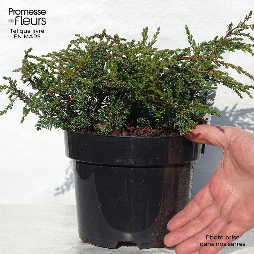 Example of Juniperus communis Repanda - Jeneverbes Pot van 2 l/3 l as you get in printemps