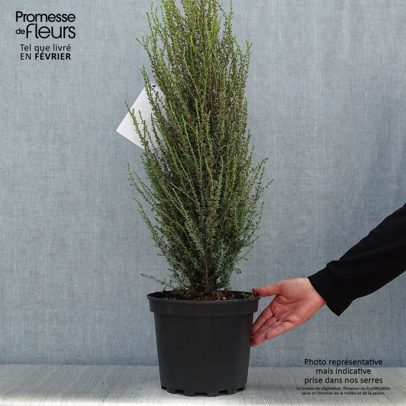 Exemplaar van Juniperus communis Sentinel - Jeneverbes Pot van 7,5 l/10 l zoals geleverd in de herfst