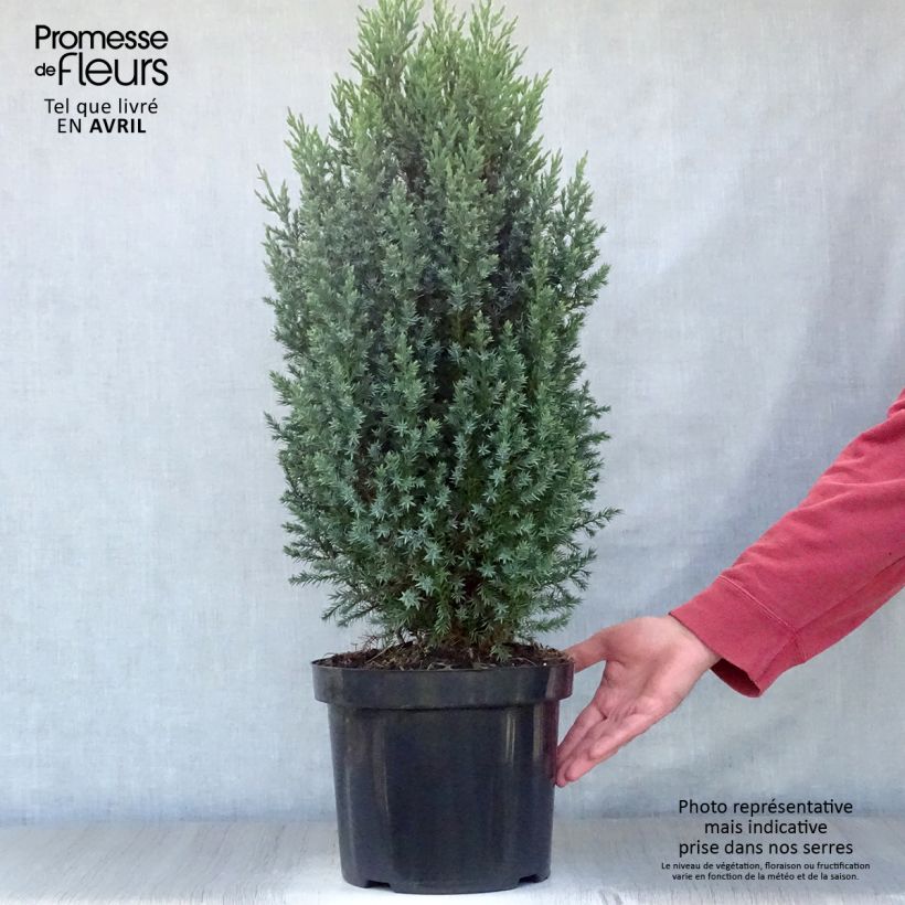 Exemplaar van Juniperus chinensis Stricta - Chinese jeneverbes Pot van 7,5 l/10 l zoals geleverd in de lente