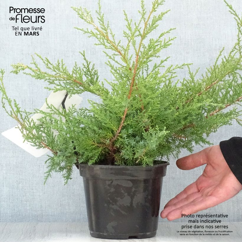 Example of Juniperus pfitzeriana Compacta - Jeneverbes Pot van 2 l/3 l as you get in printemps