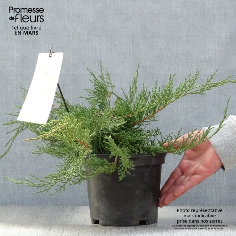 Exemplaar van Juniperus media Pfitzeriana - Pfitzer-jeneverbes Pot van 2 l/3 l zoals geleverd in de lente