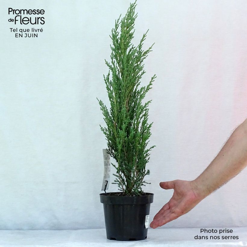 Exemplaar van Juniperus scopulorum Blue Arrow - Jeneverbes Pot van 2 l/3 l zoals geleverd in de zomer