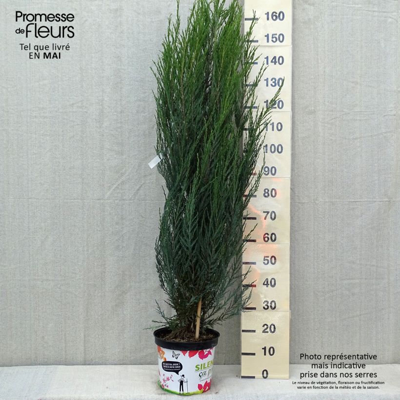 Example of Juniperus scopulorum Blue Arrow - Jeneverbes Pot van 6 l/7 l as you get in printemps