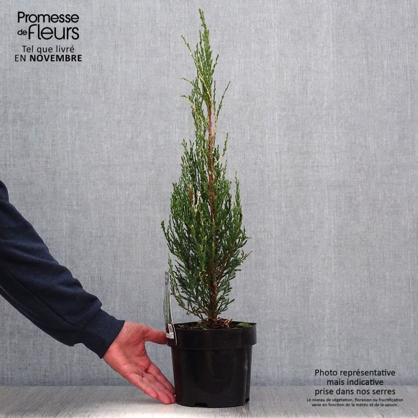 Exemplaar van Juniperus scopulorum Blue Ivory - Jeneverbes Pot van 2 l/3 l zoals geleverd in de herfst