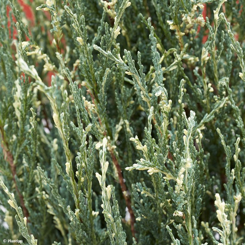 Juniperus scopulorum Blue Ivory - Jeneverbes (Blad)
