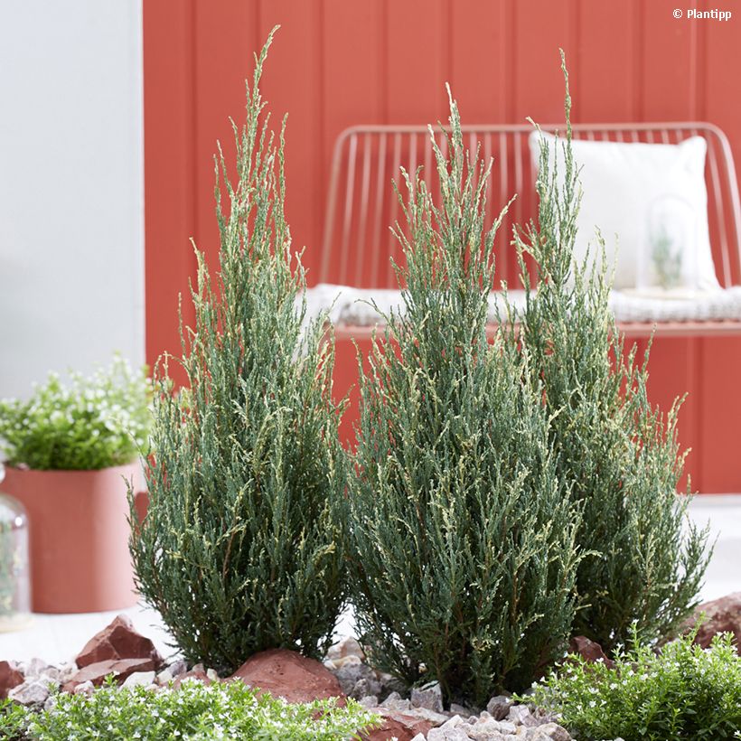 Juniperus scopulorum Blue Ivory - Jeneverbes (Groeiplaats)