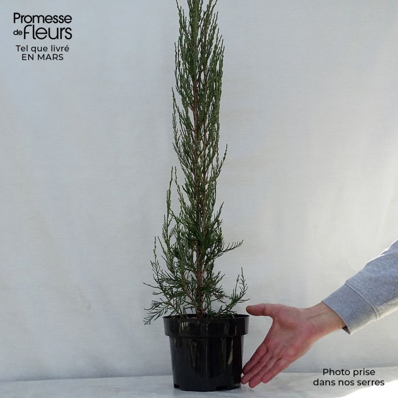 Exemplaar van Juniperus scopulorum Skyrocket - Zuiljeneverbes Pot van 3 l/4 l zoals geleverd in de lente