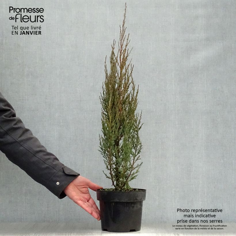 Exemplaar van Juniperus scopulorum Skyrocket - Zuiljeneverbes Pot van 3 l/4 l zoals geleverd in de winter