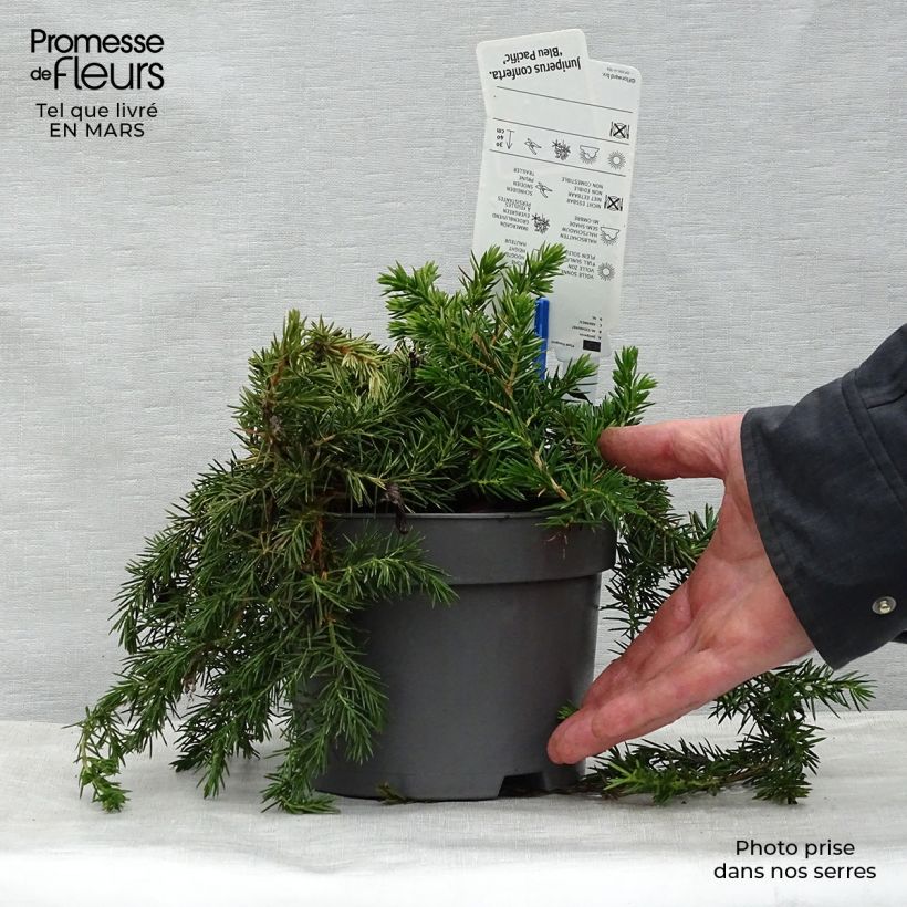 Exemplaar van Juniperus conferta Blue Pacific - Kustjeneverbes Pot van 2 l/3 l zoals geleverd in de lente