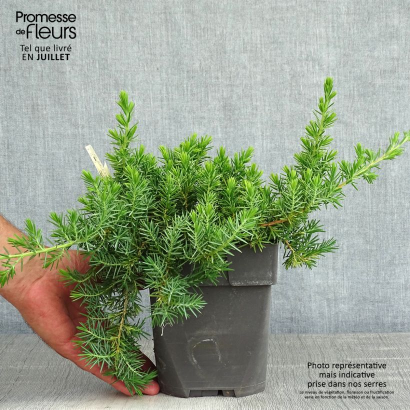 Exemplaar van Juniperus conferta Blue Pacific - Kustjeneverbes Pot van 2 l/3 l zoals geleverd in de zomer